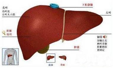 如何诊断肝癌：几种常见的肝癌种类