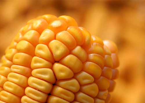 玉米的功效和作用 你知道常吃玉米的好处吗