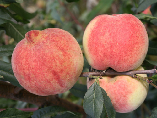 高血压吃什么水果好 常吃桃子有助预防