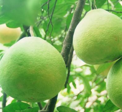 独特的柚子减肥方法