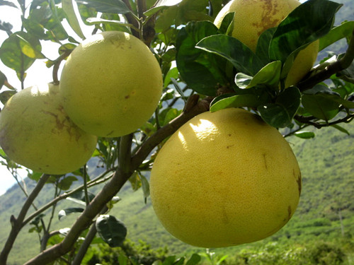 柚子是燃脂减肥斗士 瘦身水果蜜柚