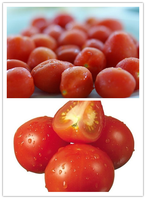 圣女果VS大西红柿 哪个更有营养？