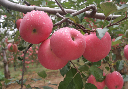 胃病能吃苹果吗 需要注意些什么