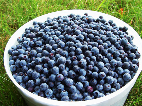 蓝莓能够抗击人体的衰老