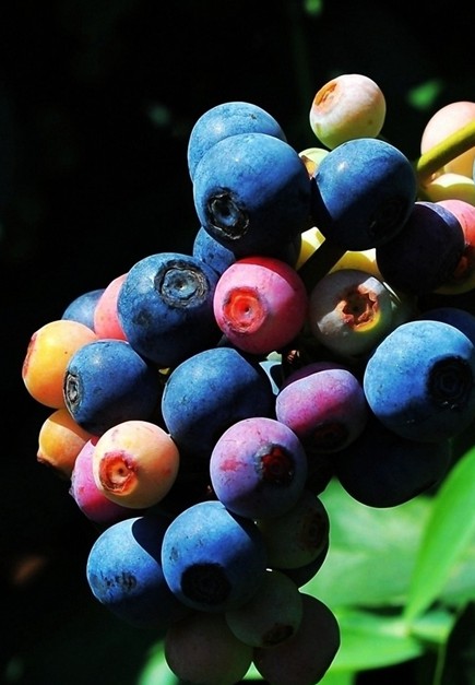 蓝莓中的花青素 有助预防高血压