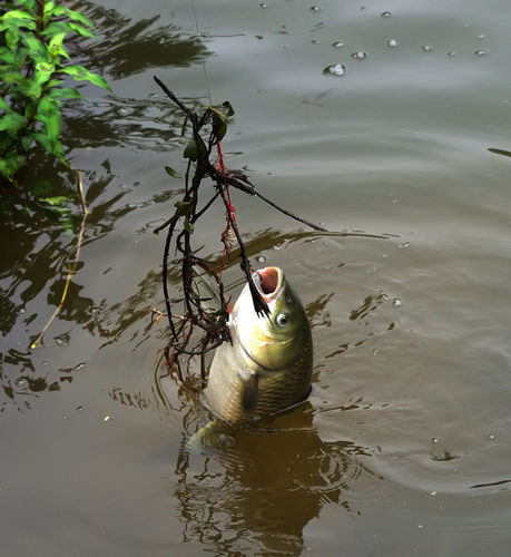 钓草鱼有哪些技巧？