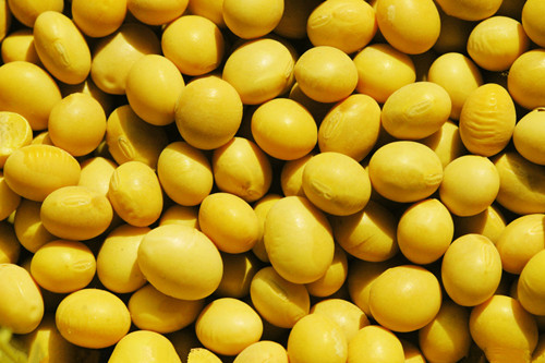 黄豆的多种功效  夏季抗癌美白吃黄豆(4)