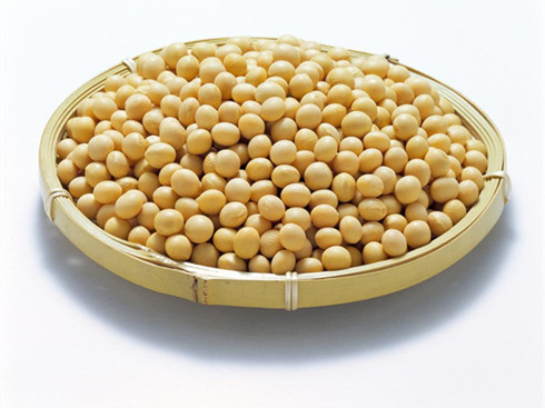 黄豆 高蛋白经济又养生的食品