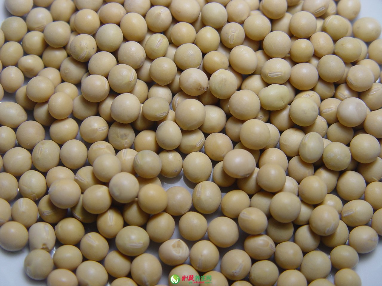 黄豆的功效与作用及食用方法