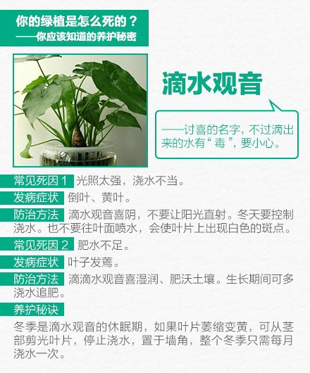 家养绿色植物 9张图教你怎么把绿色植物养好