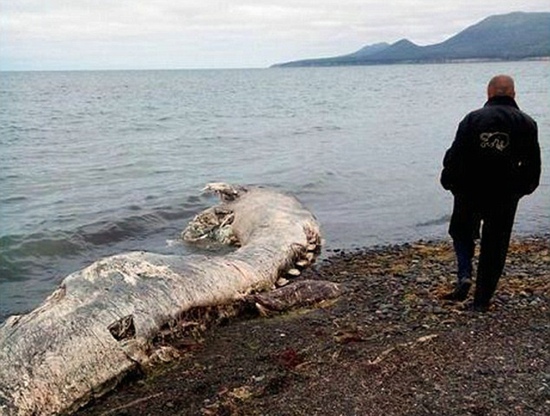 俄罗斯海滩惊现怪兽尸体 体型庞大有鸟嘴