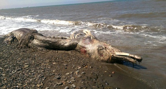 俄罗斯海滩惊现怪兽尸体 体型庞大有鸟嘴