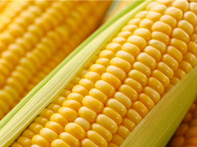 玉米碴子的做法是什么