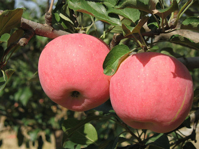 快速健康的三日苹果减肥方法