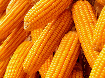 玉米是碱性还是酸性的食物
