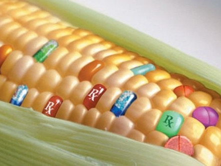 转基因玉米有什么特点