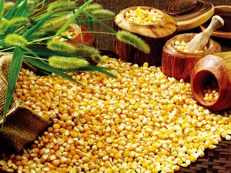 玉米的独特营养价值 维生素数倍于稻麦