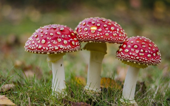 泸州一家四口误食毒蘑菇致两孩子身亡  如何分辨毒蘑菇
