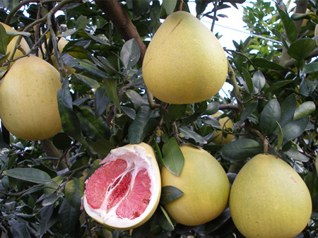 柚子美白祛斑 柚子祛斑的方法(2)
