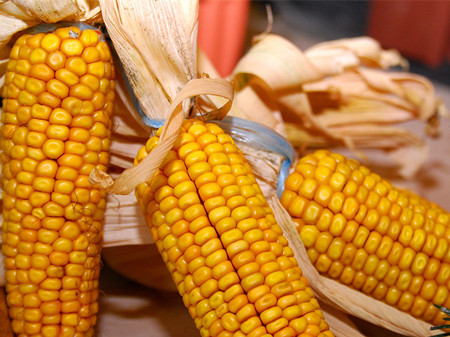 食用玉米可以减肥吗 为什么玉米能减肥