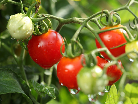 西红柿的八大药用价值