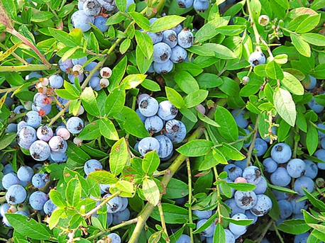 蓝莓的神奇功效 蓝莓有哪些好处