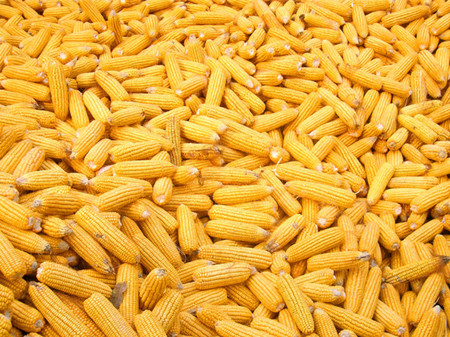 玉米怎么吃好 玉米的吃法介绍