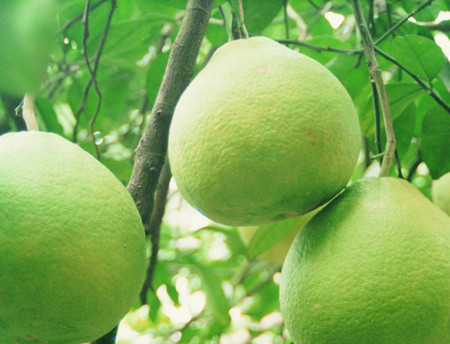 柚子可以减肥吗 柚子减肥食谱(2)