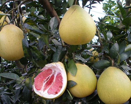 柚子可以减肥吗 柚子减肥食谱(3)