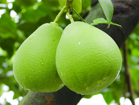 柚子可以减肥吗 柚子减肥食谱(3)