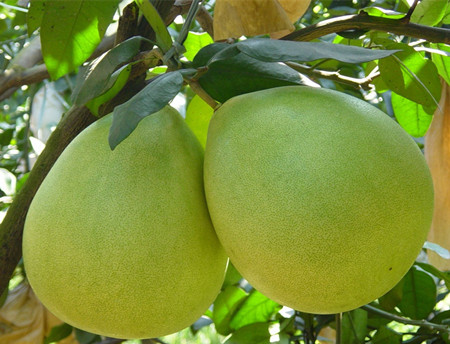 柚子可以减肥吗 柚子减肥食谱(4)