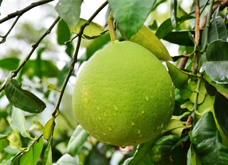 柚子可以减肥吗 柚子减肥食谱(4)
