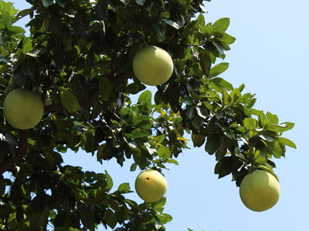 秋季食用柚子的好处有哪些？