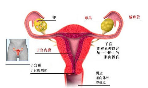 输卵管堵塞的症状 输卵管堵塞怎么治
