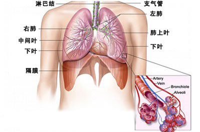 支气管炎的症状 慢性支气管炎是什么