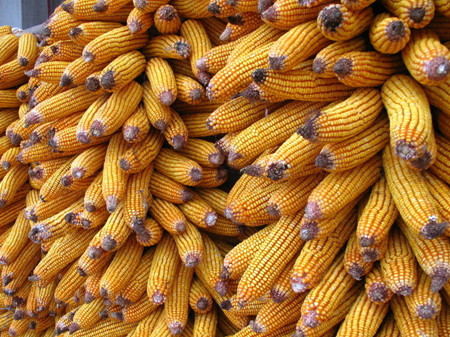 胃溃疡能吃玉米吗 玉米的适应人群