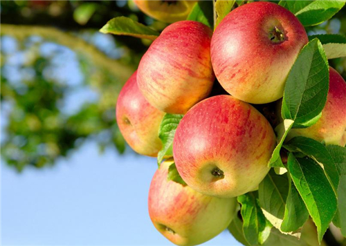 最适合吃苹果的时间 苹果怎么吃最好