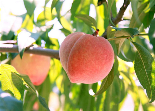 孕妇可以吃桃子吗 不宜吃桃子的人群