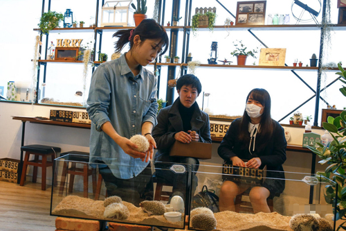 日本刺猬主题餐厅开业 女生排队与萌宠亲密