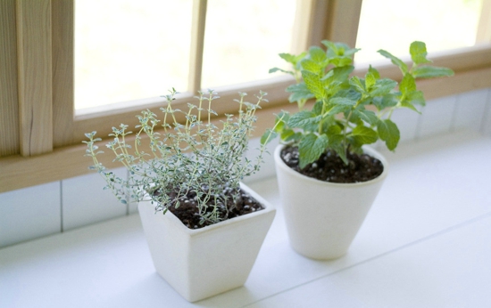 哪些植物不适合放在室内 选择植物的四大原则