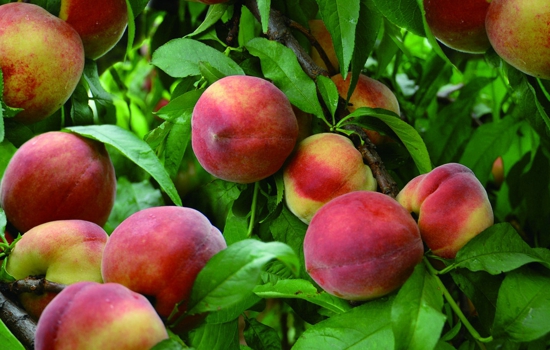夏天苹果怎么保存 经期可以吃苹果吗