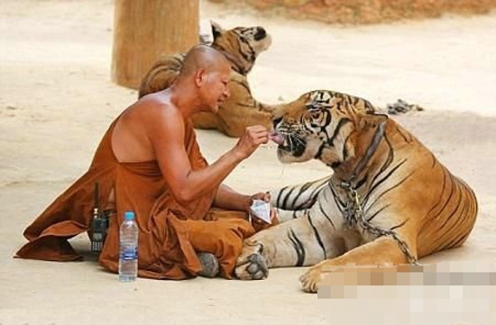 人兽同居的事件 泰国僧侣与虎同住