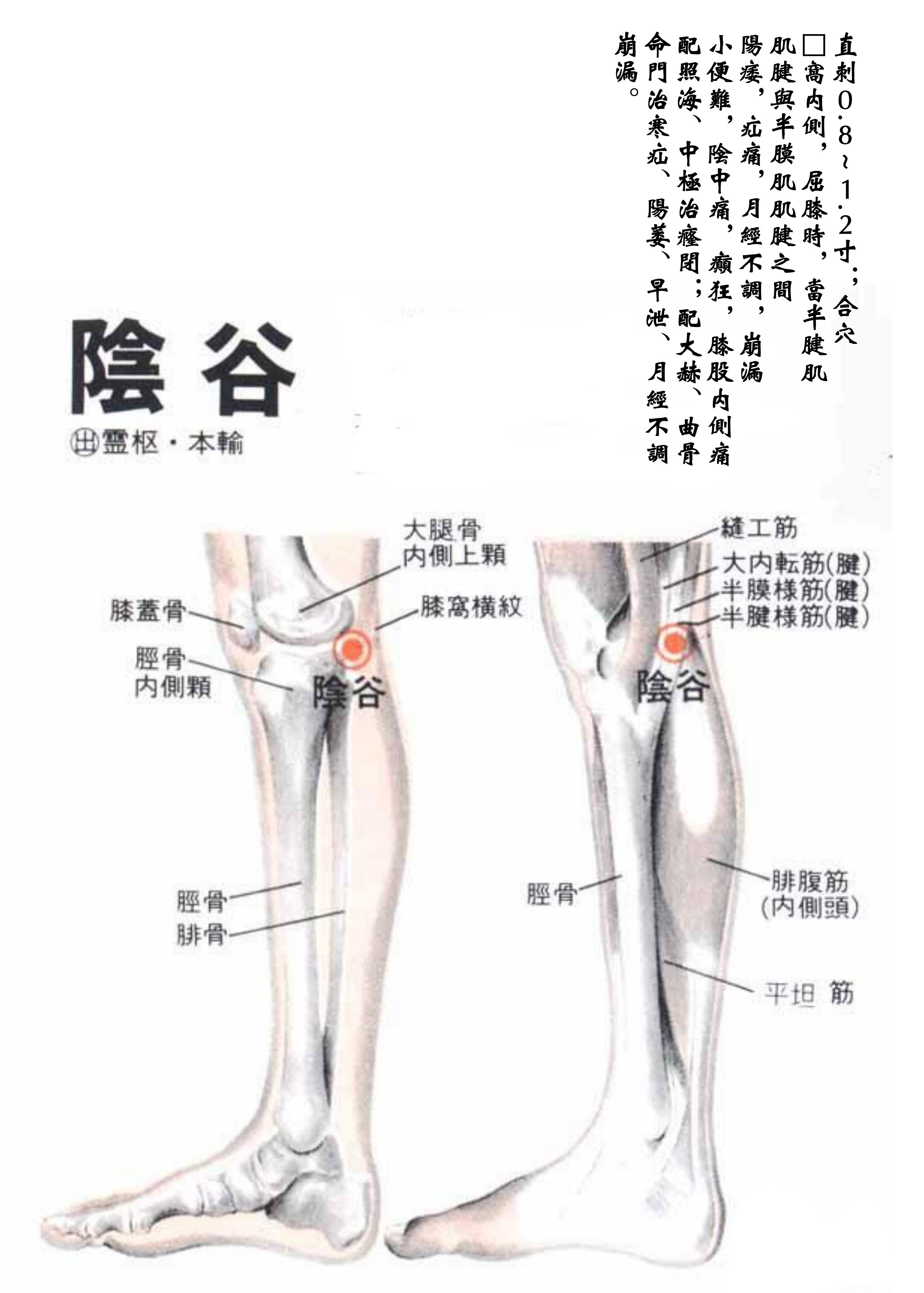 图339 小腿神经（外侧面观）-人体解剖组织学-医学