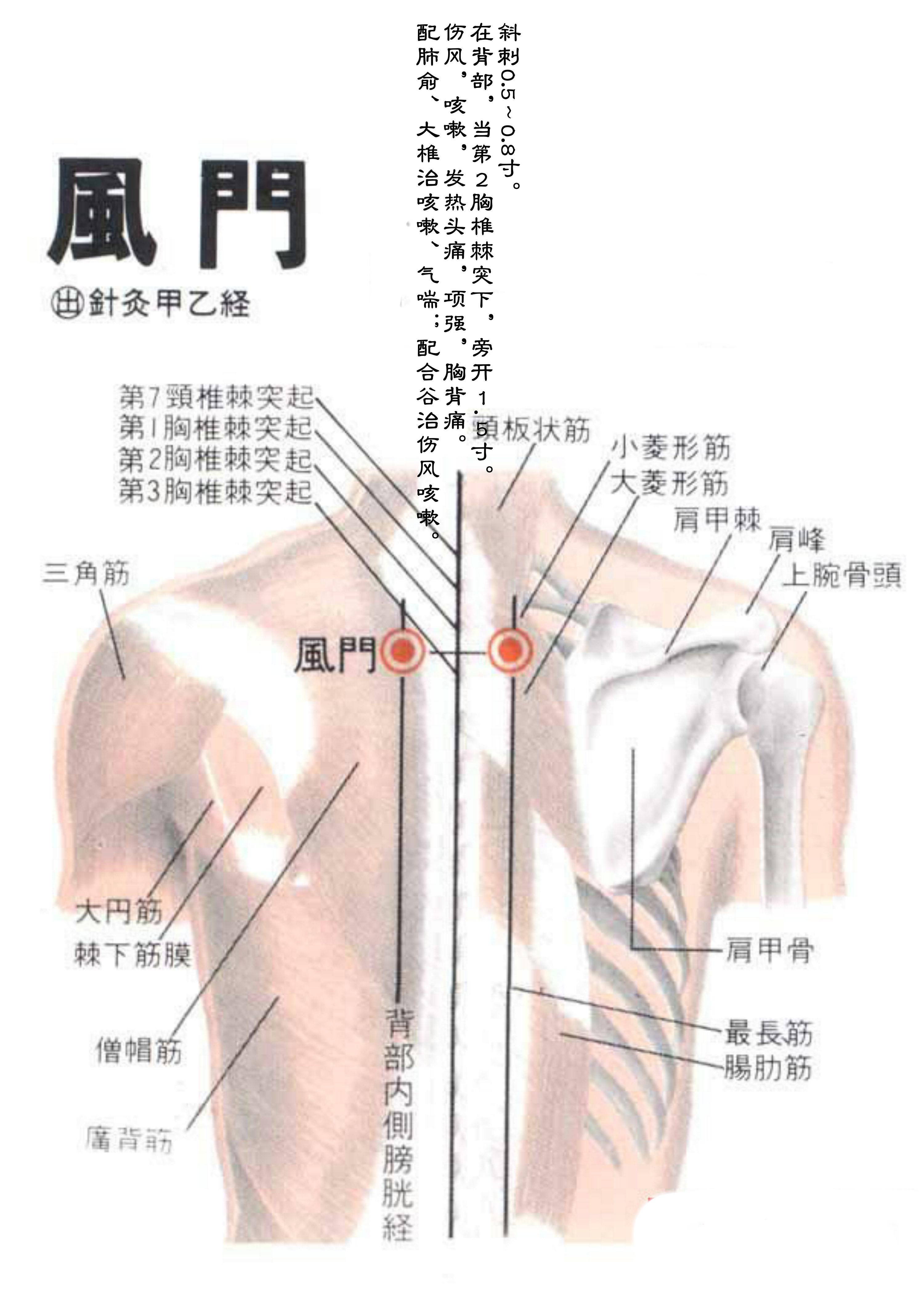 针灸经脉穴位图则之三十一（足太阳膀胱经经穴图则之二）