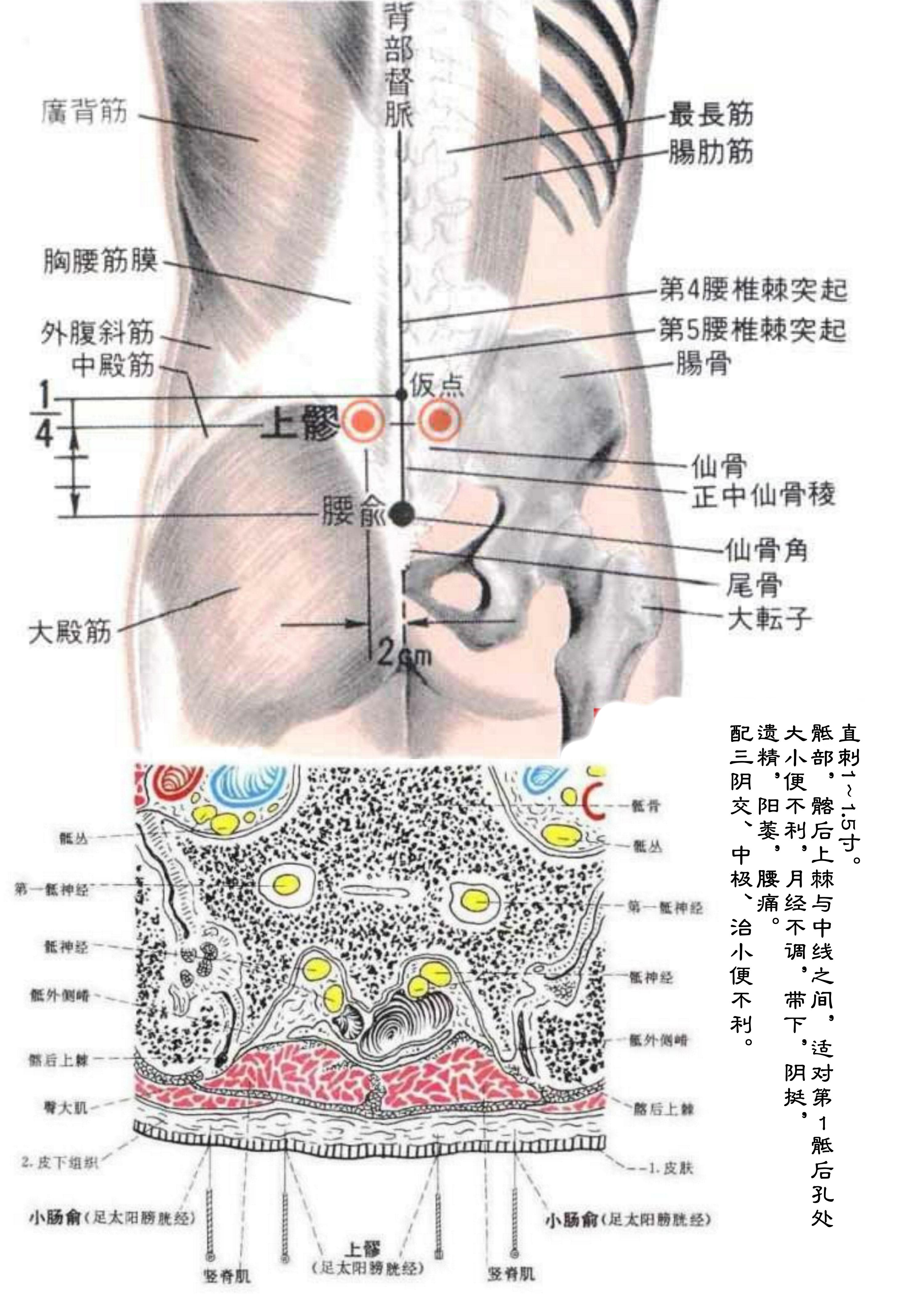 腿部膀胱经的准确位置图_39健康网_精编内容