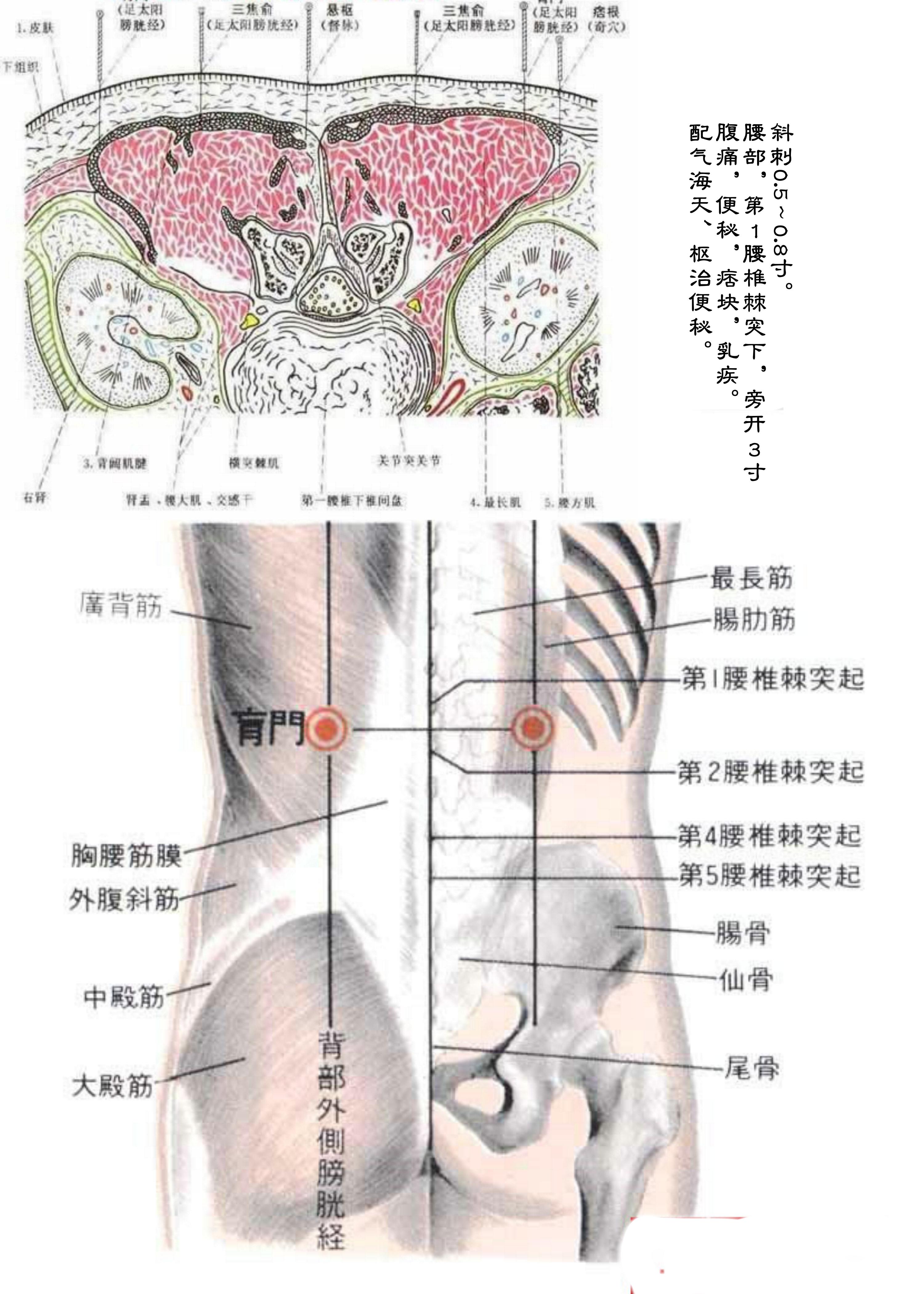 针灸经脉穴位图则之三十五（足太阳膀胱经经穴图则之六）