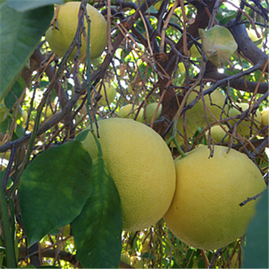 吃柚子如何减肥 柚子减肥法
