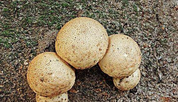 灰孢菇与马勃的区别 灰孢菇的功效与作用