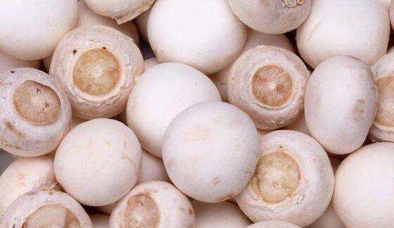 珍珠白蘑怎么吃 珍珠白蘑的食用方法