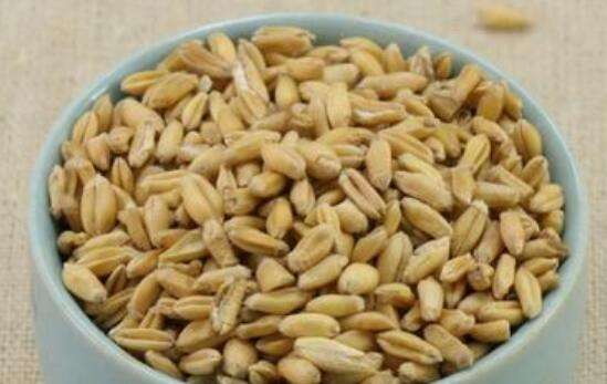 浮小麦和小麦的区别 怎样区分小麦和浮小麦
